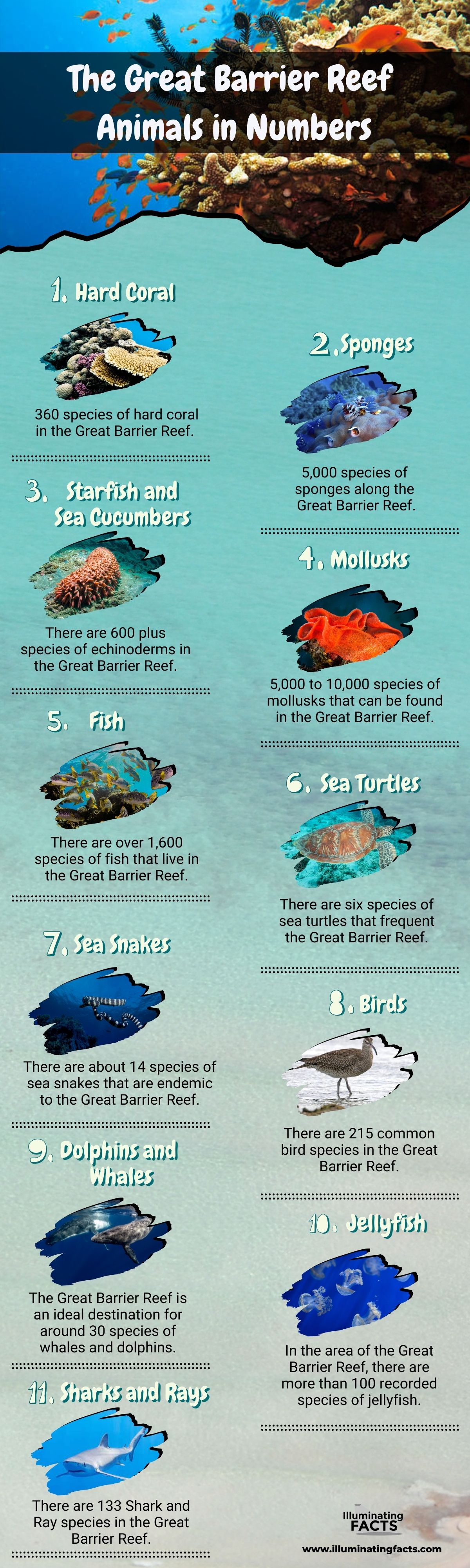 The Great Barrier Reef Animals in Numbers